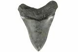 Fossil Megalodon Tooth - South Carolina #183617-2